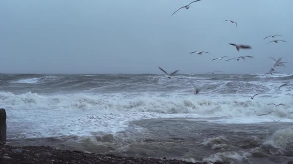 There is storm in ocean or in sea, waves are hitting shore, lot of birds, alt