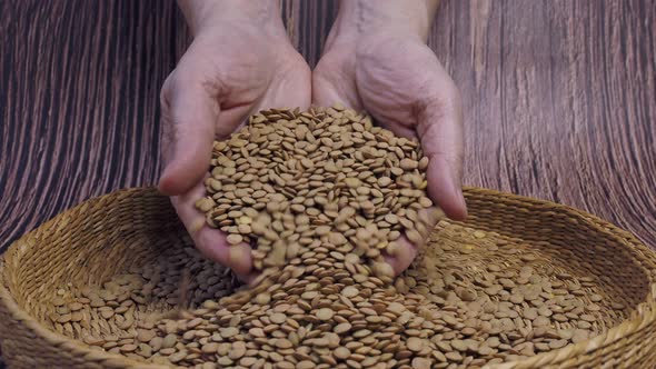 Healthy dried brown lentils. Raw grains of lentils in hands. 