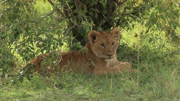 Lion Cub Sitting in Shade