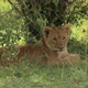 Lion Cub Sitting in Shade - VideoHive Item for Sale