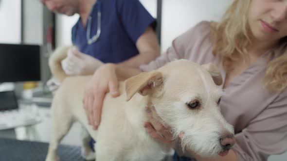 Visit at veterinarian with dog. Shot with RED helium camera in 4K. alt