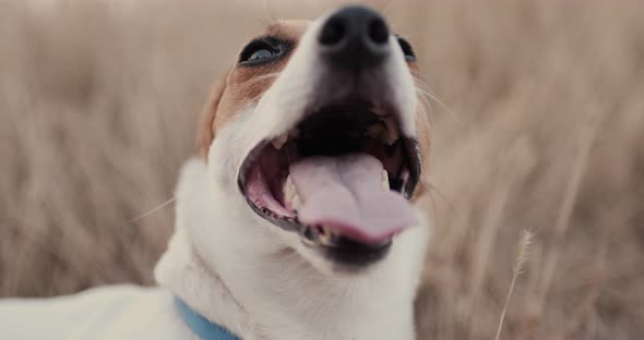 Jack Russell Breathing Hard with His Tongue Out alt