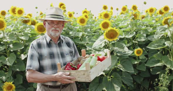 Happy Senior Farmer Holds Crate with Vegetables and Smiles at Sunflowers alt