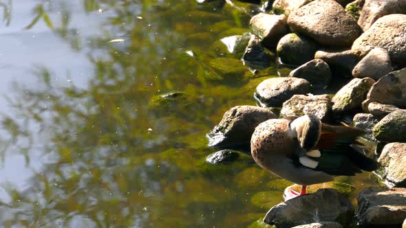 Duck Is Cleaning Up Near The Lake