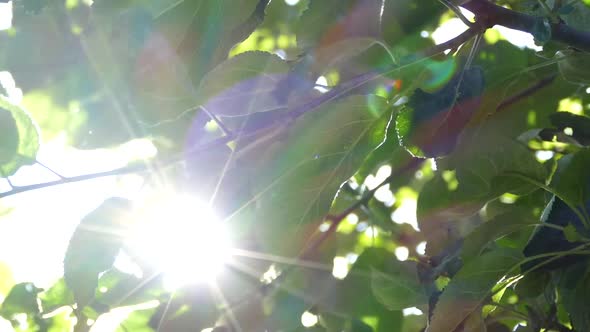 The Sun's Rays Shine Through the Green Leaves of the Branches on the Tree