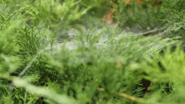 Closeup of a Dying Green Plant in a Web alt