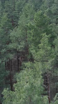 Vertical Video of Pine Forest Aerial View Slow Motion alt