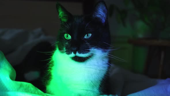 Portrait of Gorgeous Black and White Cat Illuminated By Neon Lights at Night