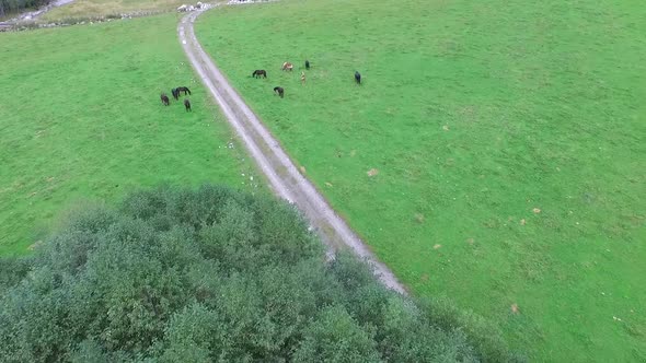 Aerial,  Horse On Sunny Day, Horses in the Mountain