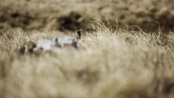 Long- tailed Meadowlark Bird in the Grass in Falklands. alt