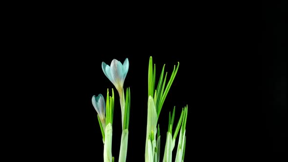 Timelapse of Several Violet Crocuses Flowers Grow Blooming and Fading on Black Background alt