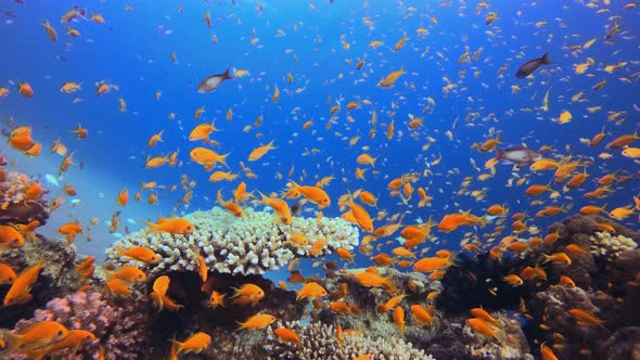 Underwater Landscape alt