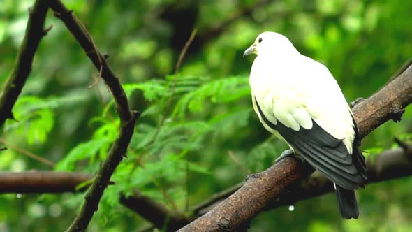 Wild Birds in a Natural Reserve Sanctuary 03 alt