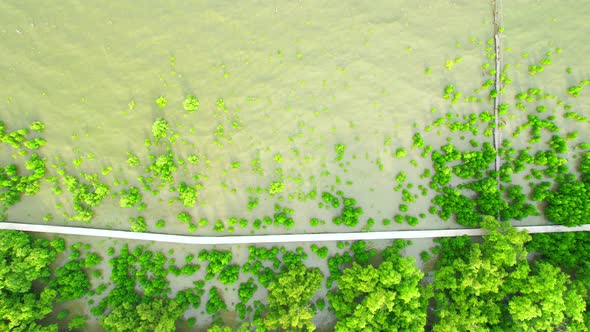 4K : Aerial view over beautiful mangrove forest. mangroves along the coastline alt