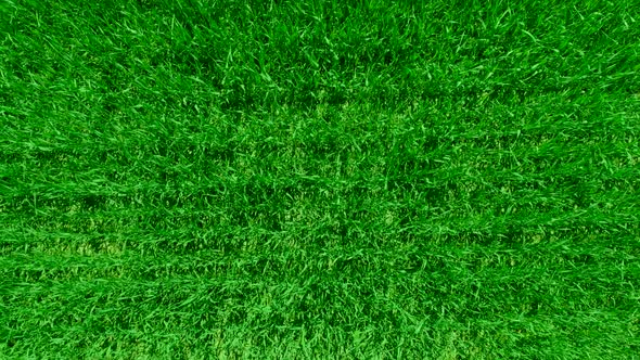 Field Overgrown with Green Grass. Green Background and Texture. Top View on the Shoots of Young