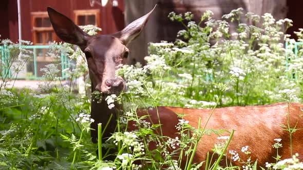 Little Brown Deer Eats a Plant in the Wild on a Sunny Day in Summer alt