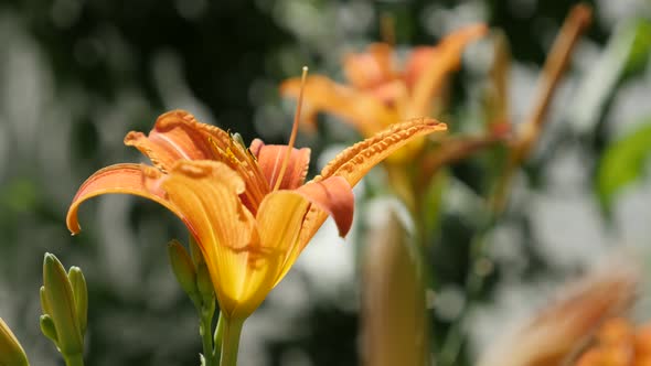 Orange  Hemerocallis fulva orange plant shallow DOF 4K 2160p 30fps UltraHD footage - Close-up of dec alt