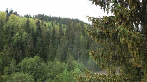 Spruce in the Forest. Carpathian Mountains. Slow Motion. Ukraine. Aerial alt