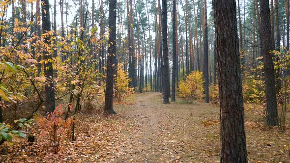 Autumn Forest Background Motion Cam
