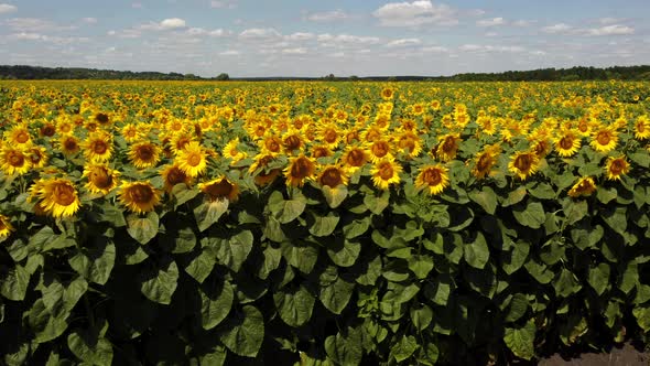 Sunflower Flowers Close Up alt