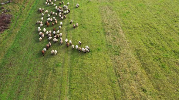 Aerial drone view of sheep herd feeding on grass in green field. Sheep graze on a green meadow. alt