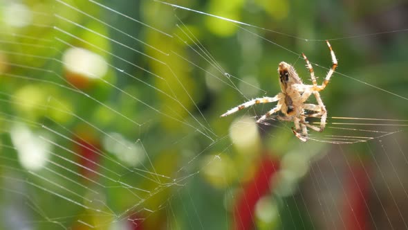 Web made by a spider and green shallow DOF background 4K 2160p 30fps UltraHD video - Cobweb and spid