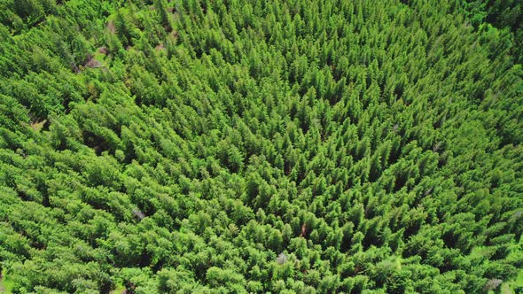 Aerial Drone View of Treetops in a Coniferous Forest. alt
