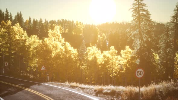 Forest Under Sunrise Sunbeams alt