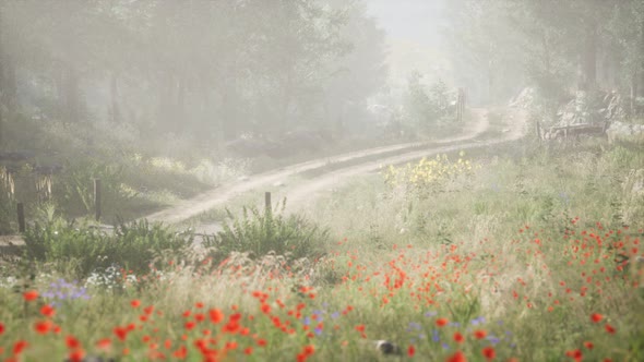 Sunbeams Entering Coniferous Stand on a Misty Summer Morning alt