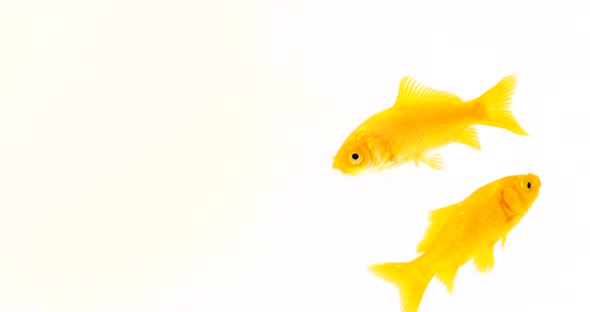 Group of Yellow Comet Goldfish On White Background Footage