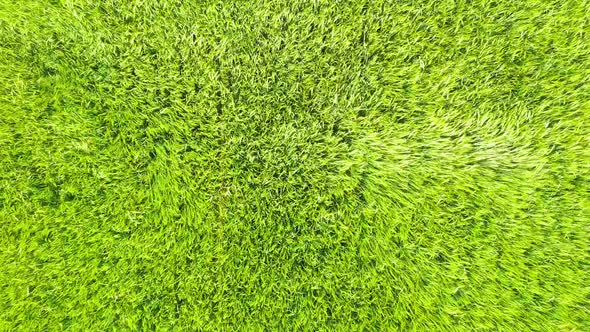 Closeup aerial video of waves and ripples in a green barley field on a windy day alt