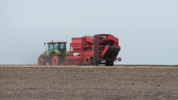 Harvester Collects Onions in the Field in Autumn alt