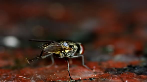 Closeup of a housefly (Musca domestica) seen from behind, its back legs cleaning the wings. alt