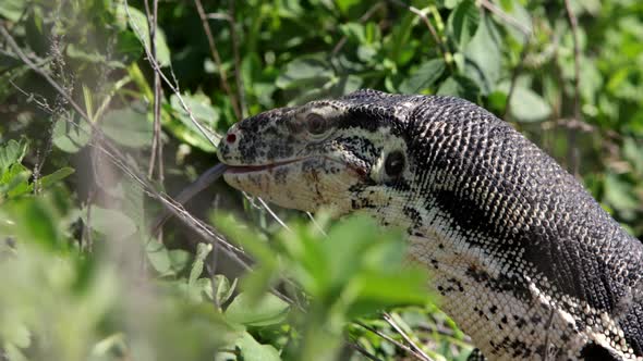 Slow motion asian water monitor lizard alt