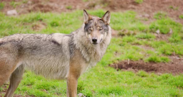 Wolf Standing on Field in Forest
