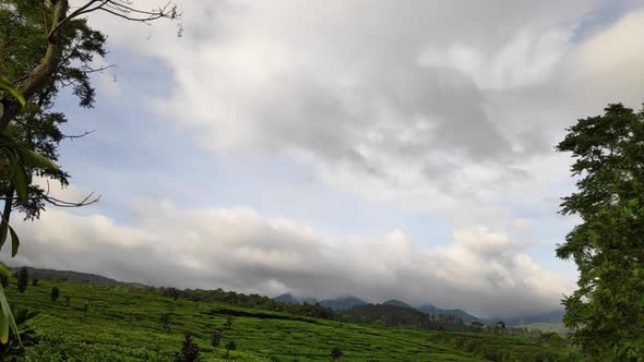 Tea plantation  with blue sky