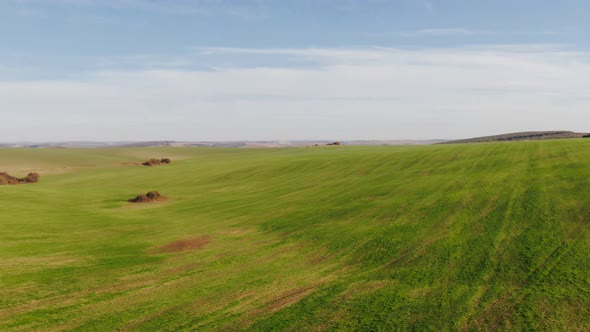 Dolly Zoom Green Whea Field in an Agricultural Landscape. Drone Aerial View of Whea Field, Sunset