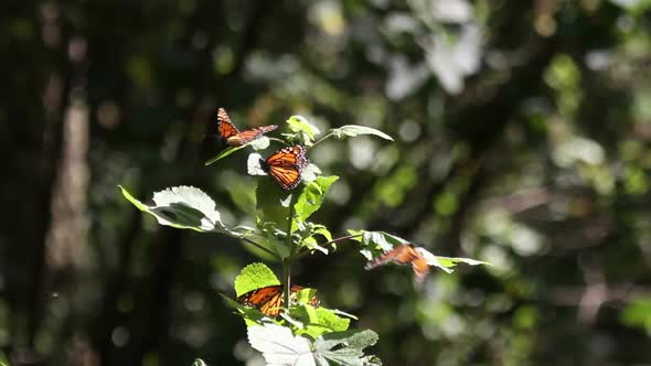 monarch butterfly sanctuary mexico alt
