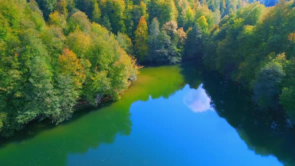 Forest and Lake