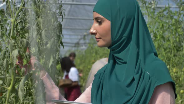 Diverse Greenhouse Workers on Tomato Plantation alt