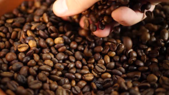 Farmer Checking Roasted Brown Coffee Beans