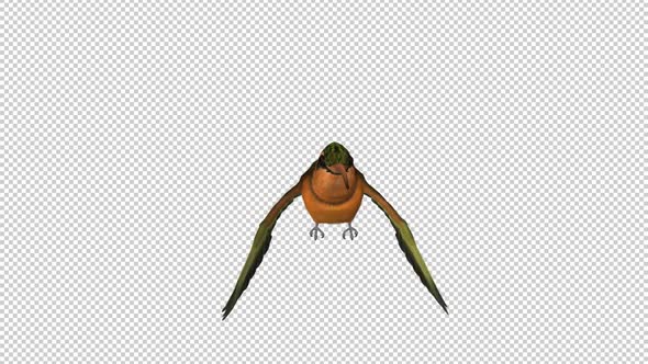 Hummingbird - Rufous Hermit - Flying Loop - Front View - Alpha Channel