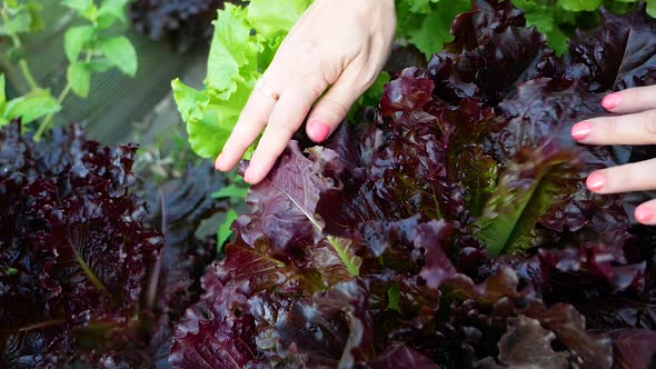 Close-up of a farmer's hand stroking a green salad on the grown garden bed alt