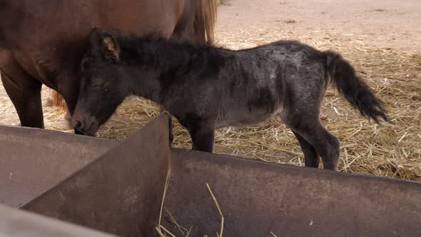 Closeup of a Horse and a Foal Eating Hay in a Field in a Paddock in Summer alt
