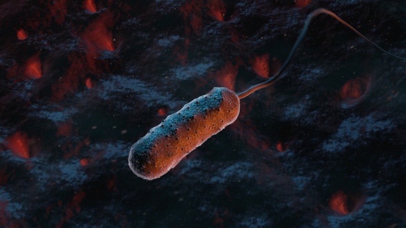 Bacteria Vibrio Vulnificus