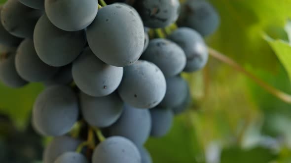 Vitaceae grape fruit family on woody vines tasty and healthy food tilting 4K 2160p 30fps UltraHD foo