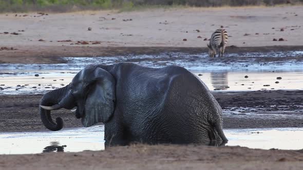 muddy elephant walks around in water alt