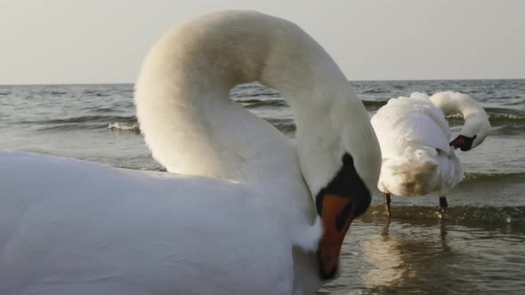 Couple of white swans on seashore