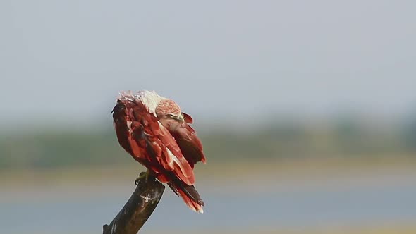 Brahminy kite in Arugam bay nature reserve, Sri Lanka  alt