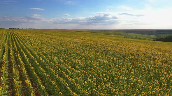 Aerial View of the Sunflower Feld 1
